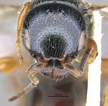 Media type: image;   Entomology 30940 Aspect: head frontal view